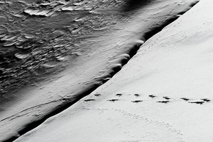 snoWaves