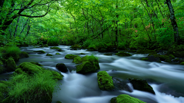 The season of fresh green. (1)