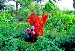 Elevé en 2005 par L’UNESCO, au rang de « patrimoine culturel immatériel de l’humanité », le kankourang est un personnage mystique recouvert des fibres extraites d’écorces d’arbre rouge (écorces de djafs).