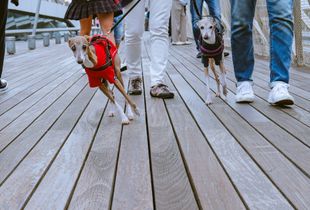 Yokohama dogs