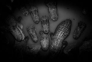 American Alligators