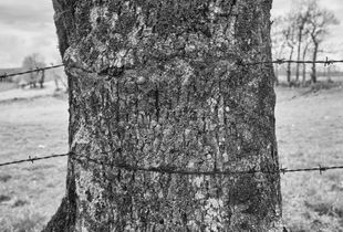 The barbed tree