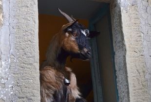 CAPRA ALLA FINESTRA