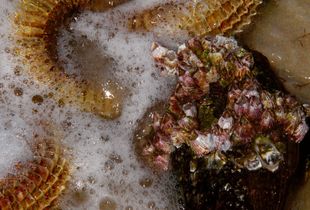 "Tidal Bouquet"