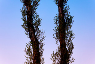 The Story of Trees