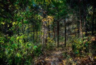 Elrod's Path