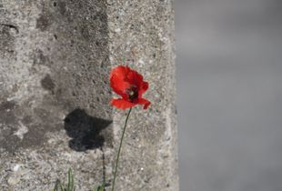 Coquelicot