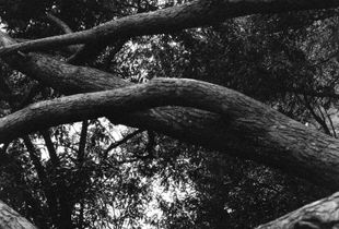 Intricacy