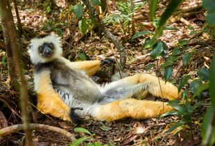 Diademed Sifaka on Siesta