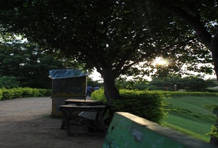 Glowing evening