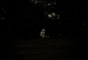 White cat
