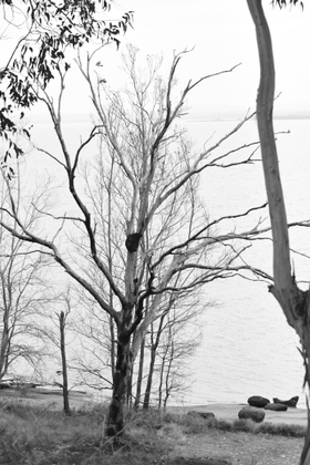 Dead Tree