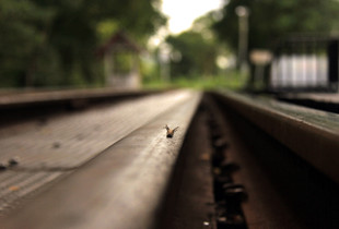 Railway centipede