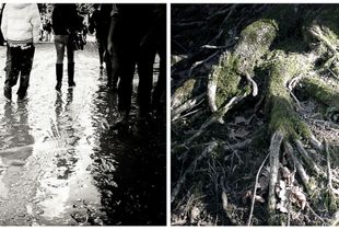 radici _ roots