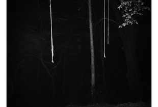 “Queen’s Wood”, 2023
