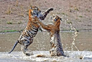Clash of the Mini Titans