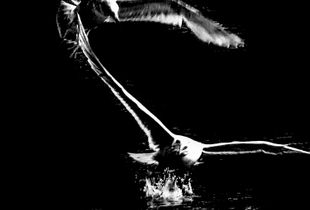 On the Wing