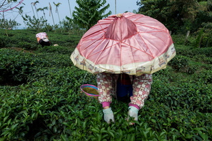 Winter picking in Dong Ding, Taiwan