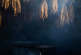 Tabacco in smoke