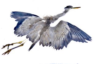 Grey heron, still life