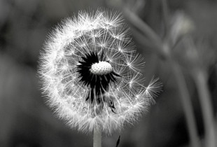 Wishes in Waiting