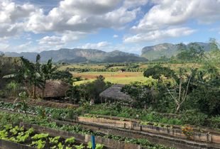 Organic Farm, Vinales