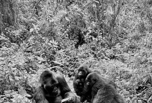 Covid Safe Gorillas