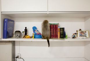 Hedgehog
