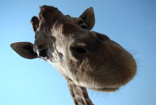 Under the Giraffe