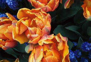 Flowers #1.
