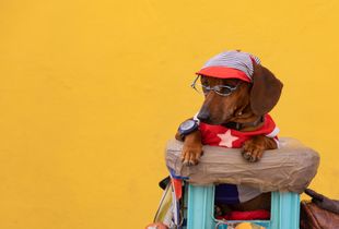 Cuban Cool Dog