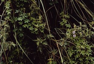 From the series A Secret Garden       © Emma Livingston