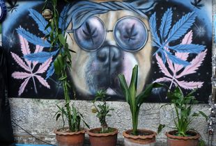 ganja dog (BKK streets)