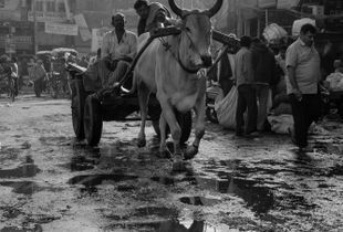 Ox cart in Chandni Chowk