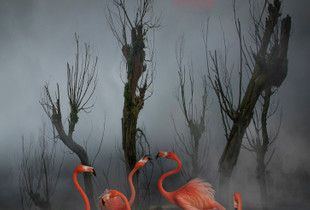 Flamingos