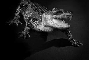 American alligator (Alligator mississippiensis)