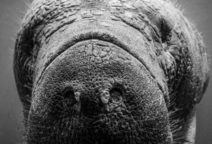 Manatee Curiosity