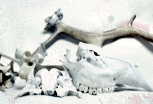 Living Remnants