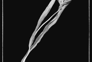 faded tulip