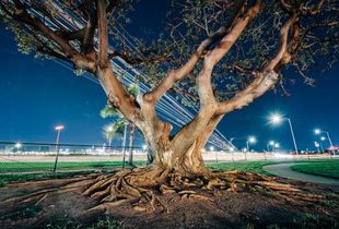 LAX arrivals II