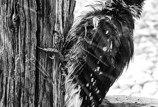 Downey Woodpecker