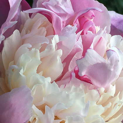 Peony No. 3