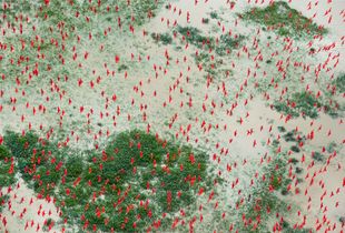 Amazon rainforest scarlet ibises