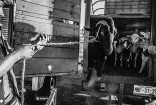 AnimalMarket