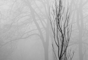 Solitary Tree