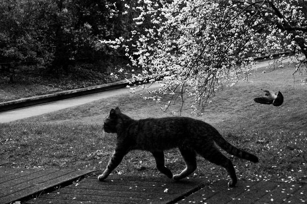 Gulbenkian's cat