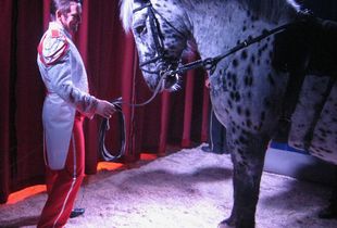 A man and a horse