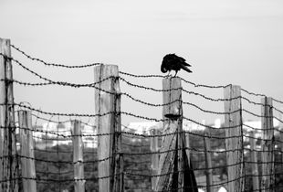 Foreboding