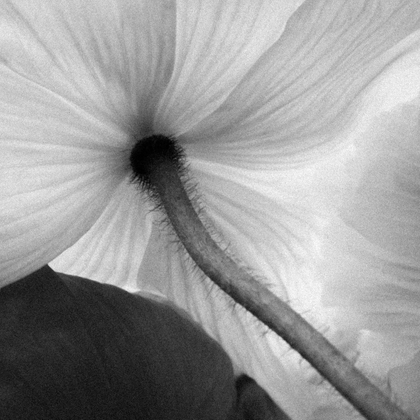 Poppy No.3