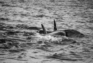 Orcas